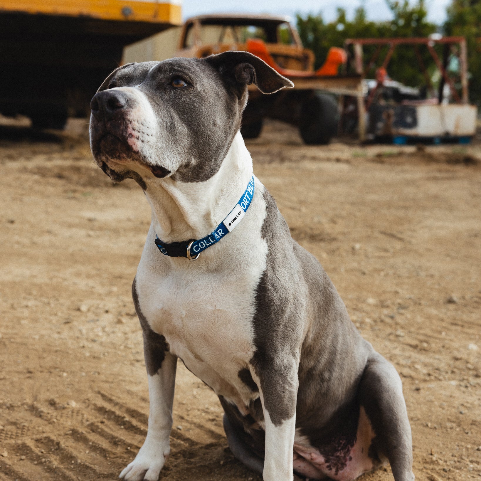 SBC Heavy Duty Collar