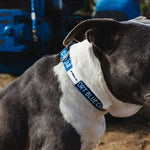 SBC Heavy Duty Dog Collar | Color: Blue