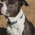 DHCM Heavy Duty Dog Collar | Color: Black