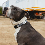 DHCM Heavy Duty Dog Collar | Color: Black