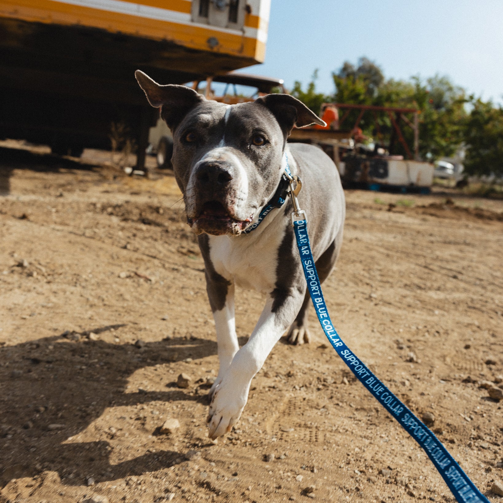 SBC Heavy Duty Leash