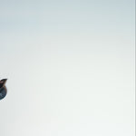 Men's DHCM Twisting Wrenches Hoodie | Color: Navy